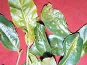 thrips attacked leaves